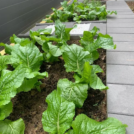 Luis Ruesselsheim O1 *